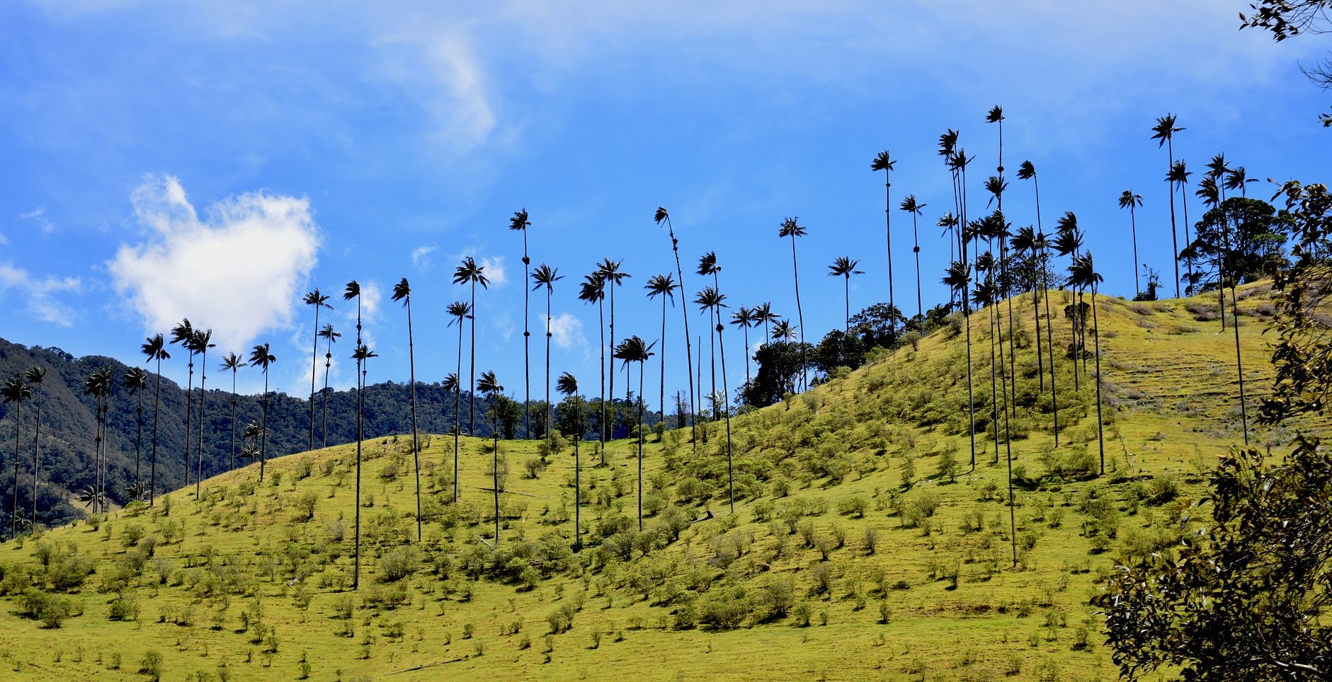 עמק הקוקורה