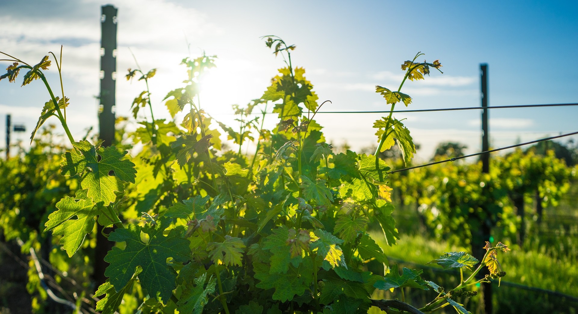 מנדוסה ארגנטינה